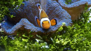 Nowa hodowla Amphiprionów